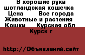 В хорошие руки шотландская кошечка › Цена ­ 7 - Все города Животные и растения » Кошки   . Курская обл.,Курск г.